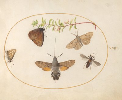 Plade 23: Høgmøl, sommerfugle og andre insekter omkring en snebærkvist af Joris Hoefnagel