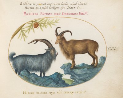 Plade 24: En vild ged og et barbarisk får(?) af Joris Hoefnagel