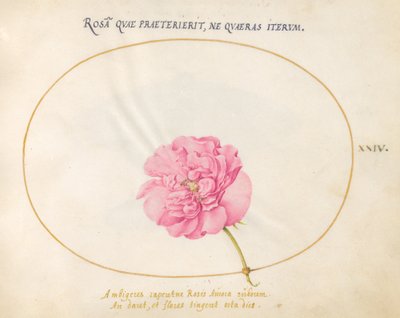 Tallerken 24: Pink Rose af Joris Hoefnagel