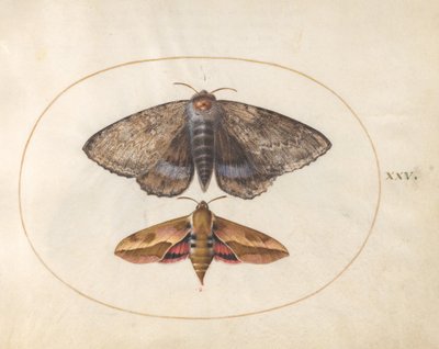 Plade 25: Blue Underwing Moth og Spurge Hawk Moth af Joris Hoefnagel