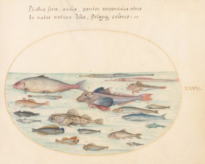 Tallerken 27: Blennies, Scorpion Fish og Other Fish af Joris Hoefnagel
