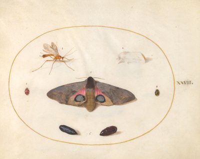 Plade 27: To møl, to chyrsalider og andre insekter af Joris Hoefnagel
