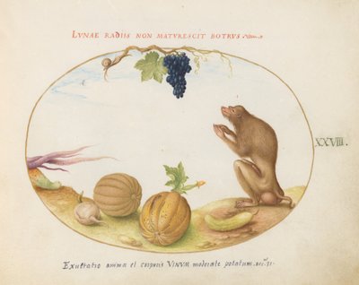 Tallerken 28: En "Tartarine" (Barbary Macaque?) med frugt og en snegl af Joris Hoefnagel