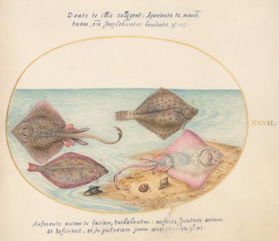Plade 32: Skøjter med en æggekasse og to flade fisk af Joris Hoefnagel