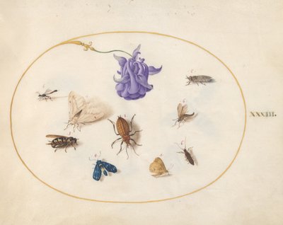 Tallerken 33: Møl og Sommerfugl med andre Insekter og en Akelejeblomst af Joris Hoefnagel