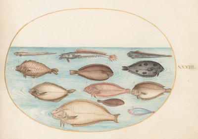 Plade 33: Tunge og andre fladfisk med båndfisk(?) af Joris Hoefnagel