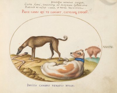 Plade 34: Tre hunde, inklusive en "Mimick" af Joris Hoefnagel