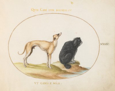 Plade 35: En hund og en vandspaniel af Joris Hoefnagel