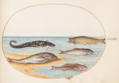 Tallerken 36: Fem fisk, inklusive karper(?) af Joris Hoefnagel