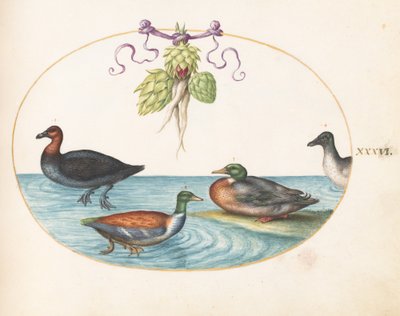 Tallerken 36: Rødbrystet Merganser, Shoveler og to andre vandfugle med artiskokker af Joris Hoefnagel