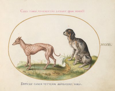 Plade 36: To plettede hunde af Joris Hoefnagel