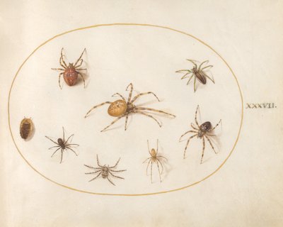 Plade 37: Syv edderkopper og et insekt af Joris Hoefnagel