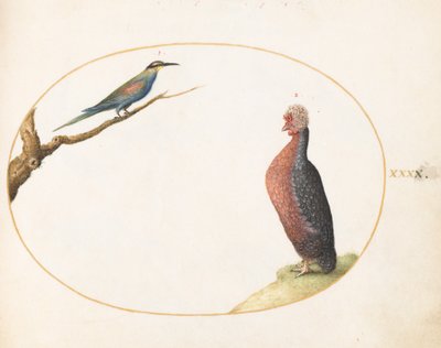  af Joris Hoefnagel