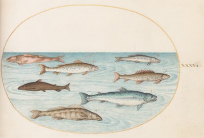 Plade 40: Laks, ørred og ferskvands(?) fisk af Joris Hoefnagel
