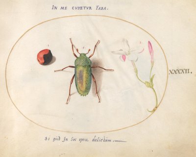 Tavle 42: Juvelbille med en plantegalde(?) og en blomst af Joris Hoefnagel