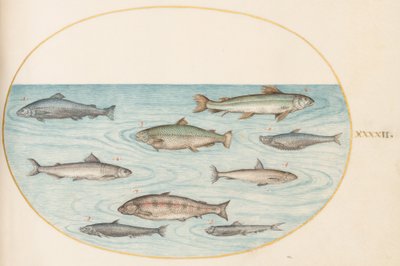 Tallerken 42: Ni fisk af Joris Hoefnagel