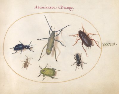 Plade 43: Et gyldenblomstret gråt langhorn(?), Tansy Beetle(?), kakerlak, bladfodet insekt og andre insekter af Joris Hoefnagel