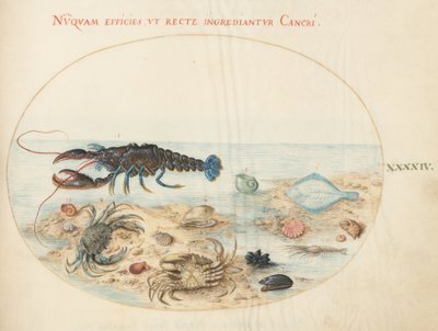 Plade 44: Hummer, to krabber, kammuslingskaller og andet havliv af Joris Hoefnagel