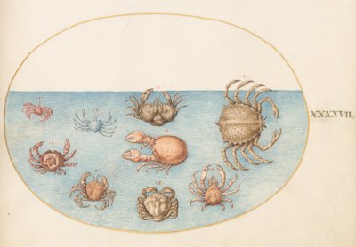 Tavle 47: Ni krabber af Joris Hoefnagel