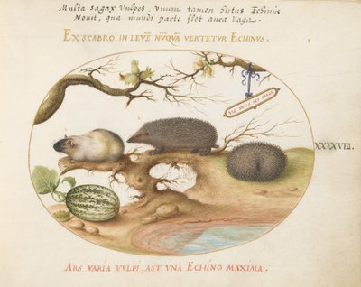 Tallerken 48: Marsvin og hegehogs med melon og kobrød af Joris Hoefnagel