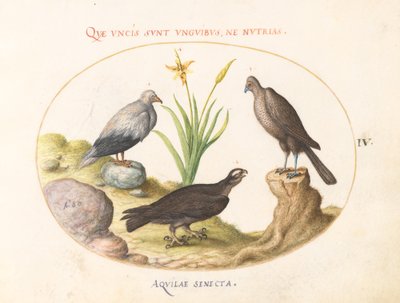 Plade 4: En egyptisk grib, en nordlig gåhøg(?) og en "Aquila Heteropod" (korttået ørn?) af Joris Hoefnagel