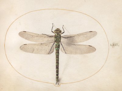 Plade 53: Southern Hawker Dragonfly af Joris Hoefnagel