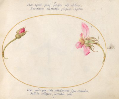 Tallerken 56: En rosenknop og en desintegrerende lyserød rose af Joris Hoefnagel