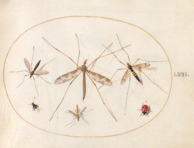 Plade 57: En mariehøne, en flue og fire andre insekter af Joris Hoefnagel
