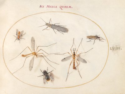 Plade 58: En bi og fem andre insekter af Joris Hoefnagel