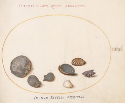 Plade 58: Skaller, inklusive Abalone(?) af Joris Hoefnagel