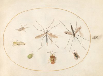 Plade 59: Syv insekter, inklusive en tjørnskjoldbug, tranefluer og en svirreflue af Joris Hoefnagel