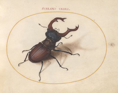 Tavle 5: eghjort af Joris Hoefnagel