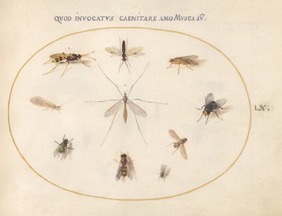 Tavle 60: Fluer og andre insekter, ca. 1575/80 (akvarel, gouache  guld på pergament) af Joris Hoefnagel