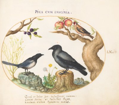 Plade 60: Magpie, Krage og Guldfinke af Joris Hoefnagel