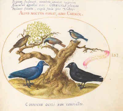 Plade 61: Blå krage(?), Jackdaw, Chickadee eller Mejse og andre fugle af Joris Hoefnagel