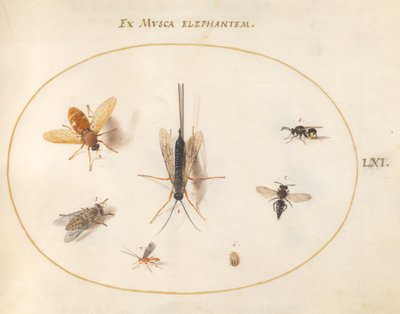Plade 61: Syv insekter, inklusive fluer af Joris Hoefnagel