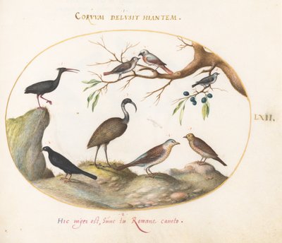 Plade 62: Northern Bald Ibis og Blank Ibis med andre fugle af Joris Hoefnagel