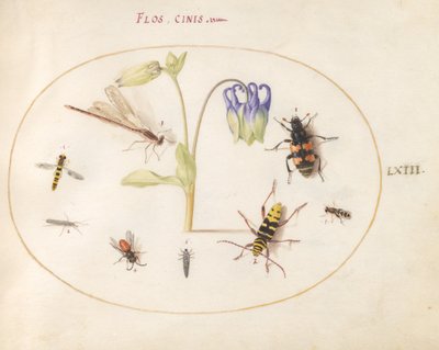 Plade 63: En guldsmede, et plettet langhorn, en sekstonbille og andre insekter med en blå og hvid akeleje af Joris Hoefnagel