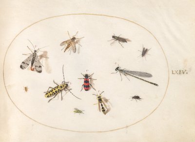 Plade 64: Elleve insekter, inklusive en guldsmede og langhornsbille af Joris Hoefnagel