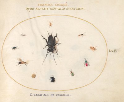 Plade 65: En fårekylling omgivet af insekter af Joris Hoefnagel