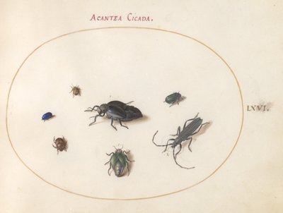 Plade 66: To oliebiller, en langhornsbille og fire andre insekter af Joris Hoefnagel