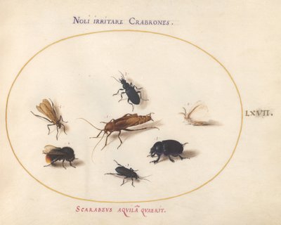 Plade 67: Syv insekter, inklusive en hvid sommerfugl og en bi af Joris Hoefnagel