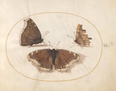 Plade 6: To udsigter af en sørgekappe (Camberwell Beauty) sommerfugl med en kommasommerfugl af Joris Hoefnagel