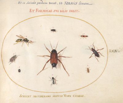 Plade 70: En skalle omgivet af insekter af Joris Hoefnagel