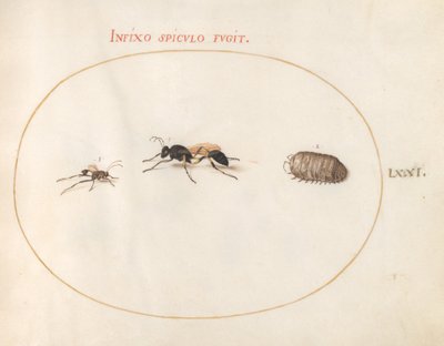 Tallerken 71: To hvepse og en pillebug af Joris Hoefnagel