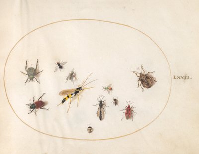 Plade 72: Skjoldbug, kanelbug, hveps og andre insekter af Joris Hoefnagel