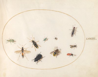 Tavle 73: Ti Insekter af Joris Hoefnagel