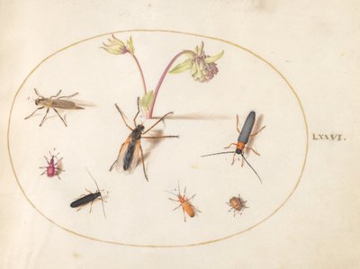 Tallerken 76: Insekter med en lyserød og cremet akeleje af Joris Hoefnagel
