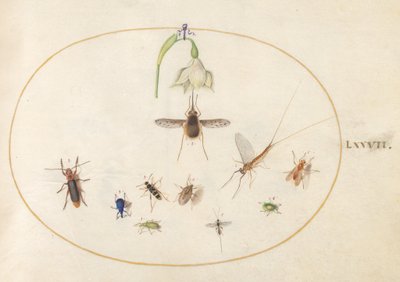 Tavle 77: prikket humleflue med en hvid blomst, en døgnflue, en blå snudebille og andre insekter af Joris Hoefnagel