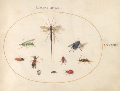 Plade 78: Ti insekter, inklusive en blå flue af Joris Hoefnagel